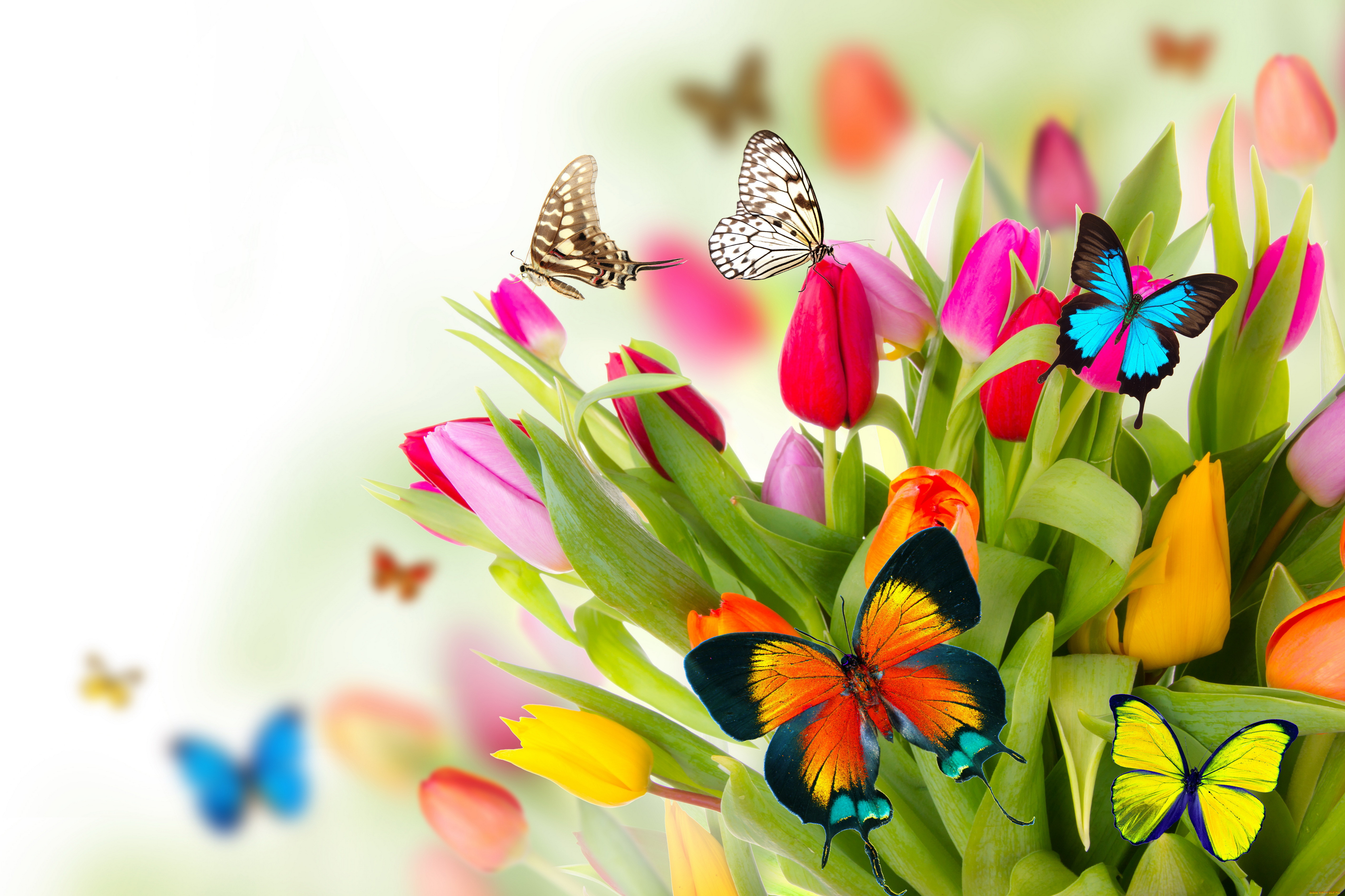 ,  , flowers, colorful, spring, butterflies, tulips, fresh, beautiful, , , , 
